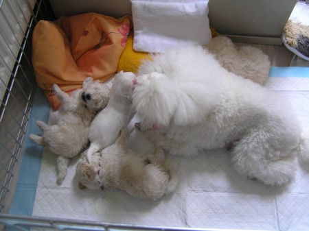 Dorly štěňátka B 27. den